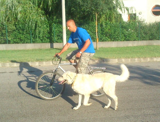 bicikli_kutya (4)