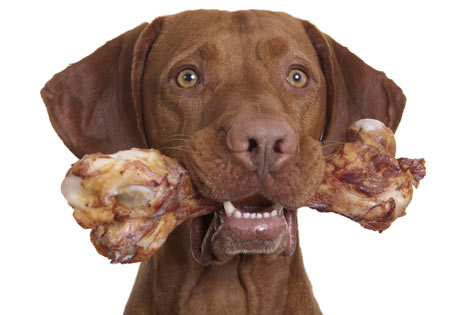 raw-dog-food-bone-shutterstock_35135479_0